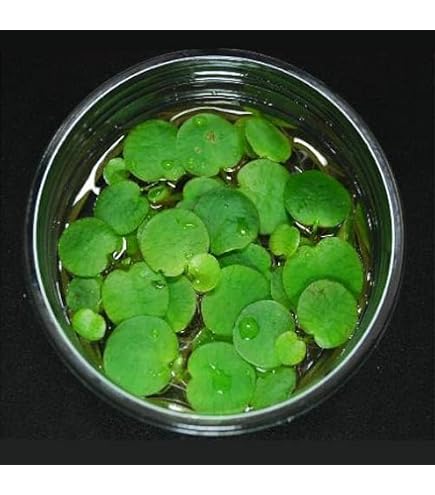 Amazon.co.jp: アマゾンフロッグビット 5株 水草 浮草 【PORTASHOP発送